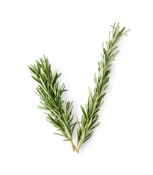 istock fresh rosemary isolated on white background 1215937581