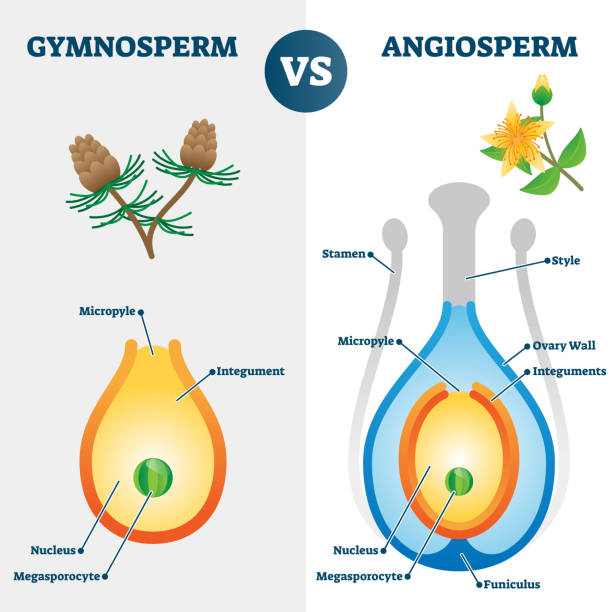 60+ Grafiken, lizenzfreie und Clipart zu Gymnosperm iStock