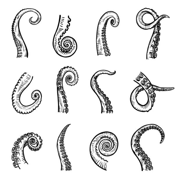 набор щупалец, стройная, гибкая конечность, части осьминога - tentacle stock illustrations