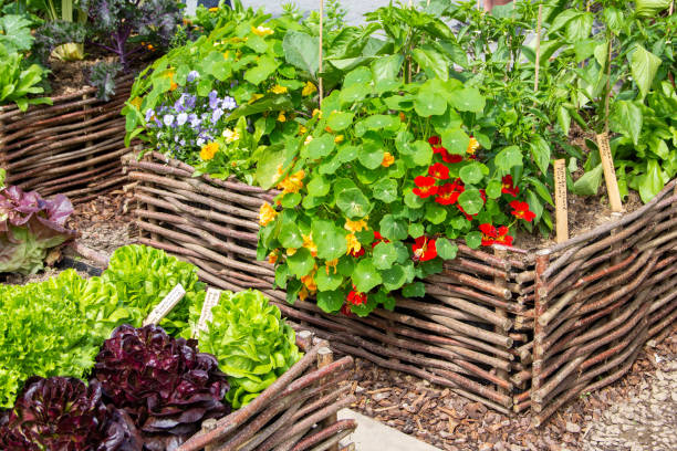 istock Vegetable garden in the high bed 1215938462
