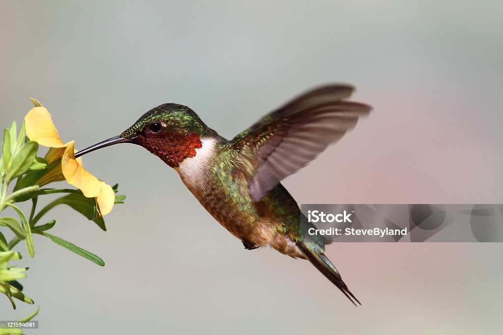 Ruby-throated Hummingbird (archilochus colubris)  Animal Stock Photo