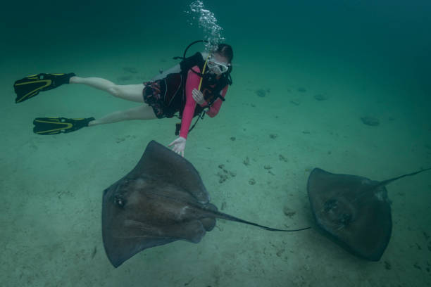 istock Stingray City - Grand Cayman 1215942132
