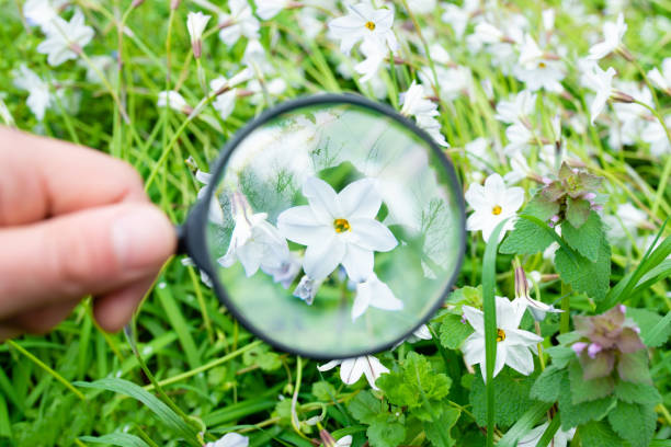 istock White flower magnified with a magnifying glass 1215942173