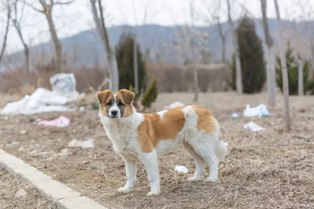 Cute, breed, friend, background, purebred, dog, chinese, loess, outdoor, alert, pet, guard, season, cold, animal, nature, cute, wildlife, white, mammal, brown, young, wild, fur , Black, dog, portrait, happy, furry, puppy, friendship, autumn, fallen leaves, golden yellow, chinese idyllic dog, stray, foraging, autumn, winter, breed, outdoor, portrait, grass, beautiful, brown, purebred , Domestic, bernard, fur, nature, saint bernard,