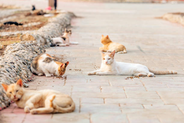 una colonia di gatti selvatici, randagi o vicoli. i gatti selvatici vivono spesso in gruppi chiamati colonie, che si trovano vicino a fonti di cibo e riparo. alcune colonie sono organizzate in strutture più complesse. - colony foto e immagini stock