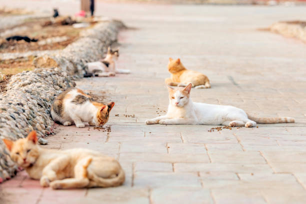 a colony of feral, stray or alley cats. feral cats often live in groups called colonies, which are located close to food sources and shelter. some colonies are organized in more complex structures. - colony imagens e fotografias de stock