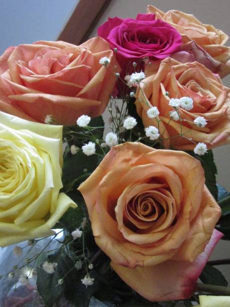 Multicolored Roses stock photo