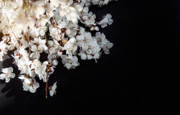 istock Blooming cherry branches, cherry flowers on a dark background. Top view. Flat lay. 1215944175