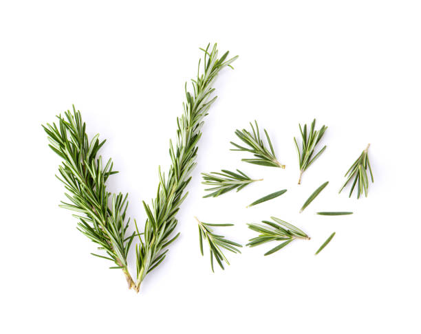 istock fresh rosemary isolated on white background 1215944224