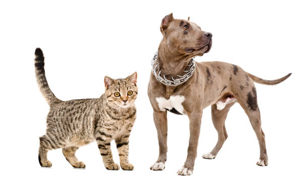 istock Cat Scottish Straight and Pitbull standing together isolated on white background 1215944959