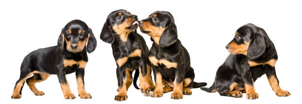 istock Four lovely puppies sitting isolated on white background 1215944980