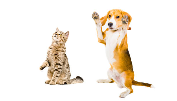istock Funny Beagle dog and cat Scottish Straight isolated on white background 1215944986