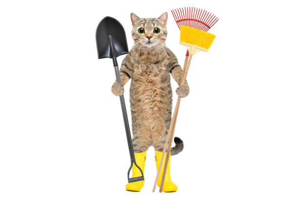 istock Cat standing in rubber boots with garden tools isolated on white background 1215944992