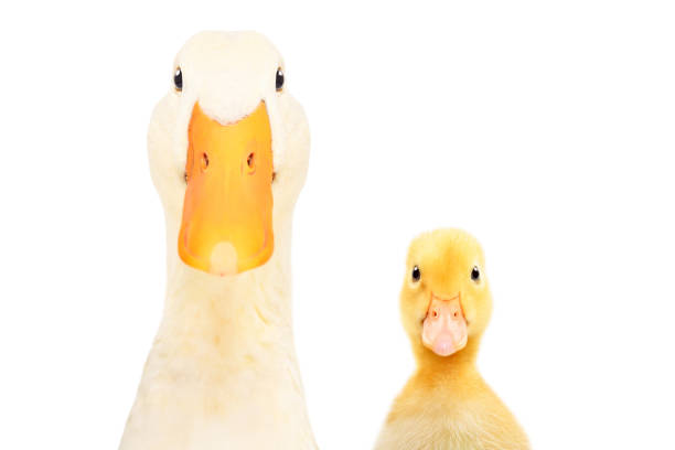 istock Duck and a duckling, closeup, isolated on white background 1215944995