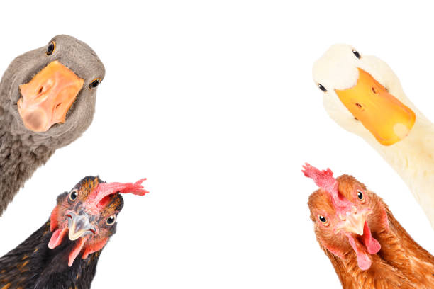 istock Cute funny farm birds isolated on white background 1215945019