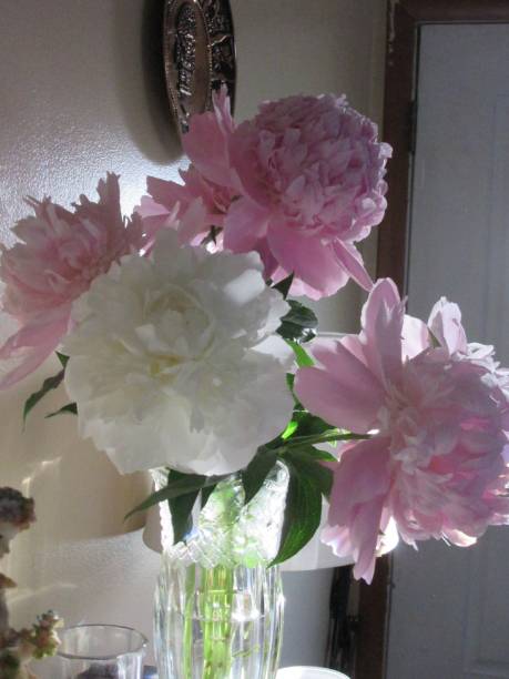 Patty's Pink and White Peonies in Vase stock photo