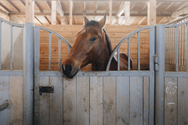 testa di cavallo che guarda oltre le porte stabili sullo sfondo di altri cavalli - barn wood window farm foto e immagini stock