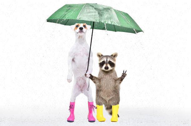 파슨 러셀 테리어와 너구리는 흰색 배경에 고립 된 우산 아래 고무 부츠에 서 - raccoon dog 뉴스 사진 이미지