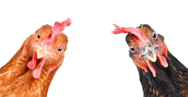 portrait of a  funny chickens, closeup, isolated on white background - poultry animal curiosity chicken imagens e fotografias de stock