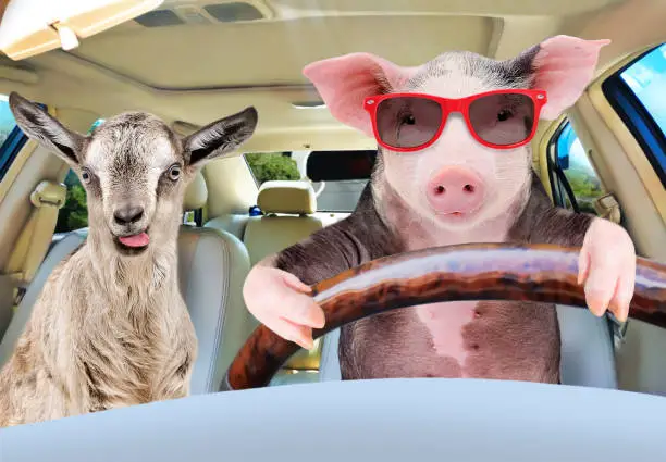 Photo of Pig in sunglasses carries in a car a goat showing tongue