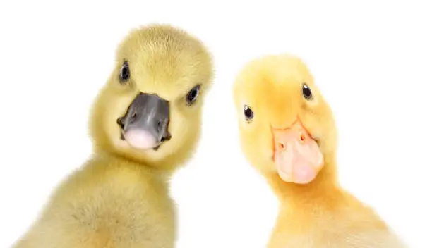 Photo of Portrait of a curious gosling and duckling, closeup, isolated on a white background