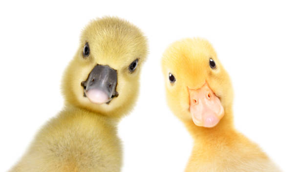 portrait of a curious gosling and duckling, closeup, isolated on a white background - webbed foot imagens e fotografias de stock