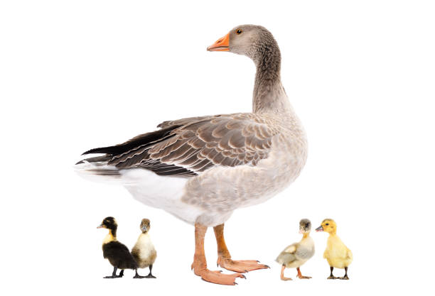 istock Goose standing with a goslings isolated on white background 1215945123