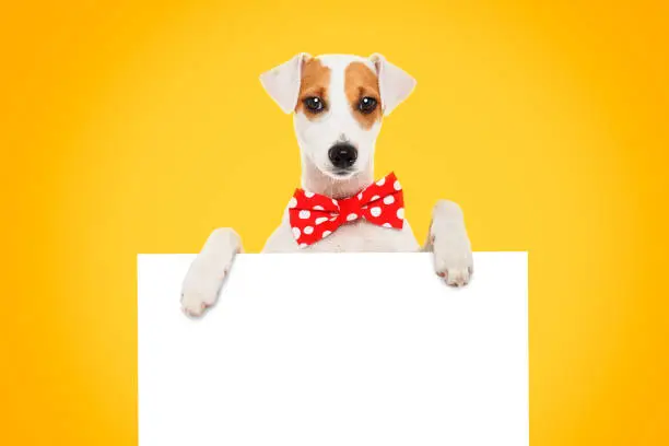 Photo of Funny dog Jack Russell Terrier in a bow tie with a banner on yellow background