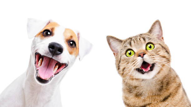 Portrait of  funny dog Jack Russell Terrier and cheerful cat Scottish Straight isolated on white backgroun stock photo