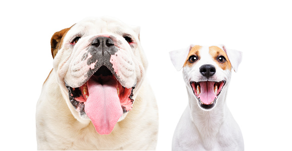 Portrait of  English bulldog and Jack Russell terrier together isolated on white background