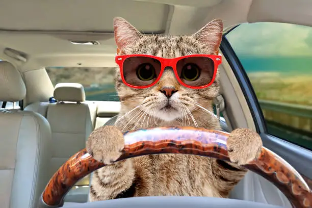 Photo of Portrait of a cat with sunglasses driving a car