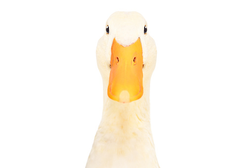 Portrait of acurious duck, closeup, isolated on white background