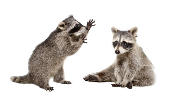 istock Two funny raccoons isolated on white background 1215945256