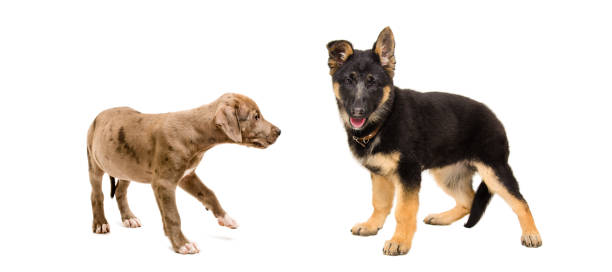 istock Puppy pit bull and a German Shepherd standing together 1215945279