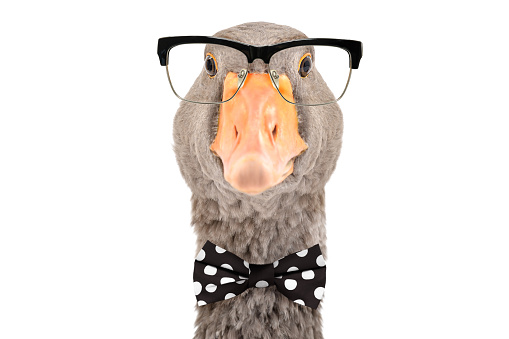 Portrait of intelligent goose with glasses and a bow tie isolated on white background
