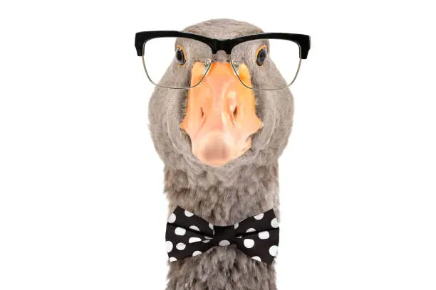 Photo of Portrait of intelligent goose with glasses and a bow tie isolated on white background