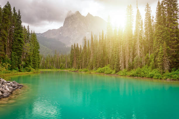 emerald lake near golden in yoho national park in the canadian rocky mountains, british columbia, canada - british columbia canada lake emerald lake imagens e fotografias de stock