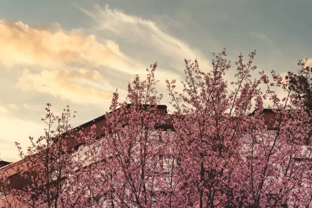 Row of trees covered in colorful dainty pink blossom in spring symbolic of the seasons at sunset with a building in the background