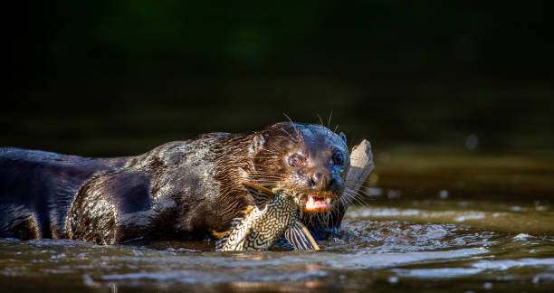 istock Giant otter is eating fish in water. 1215946707