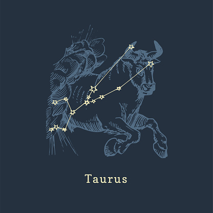 Zodiac constellation of Taurus on background of hand drawn symbol in engraving style. Vector retro graphic illustration of astrological sign Bull.