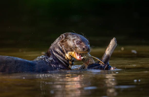 istock Giant otter is eating fish in water. 1215946934