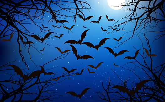 Bats in the forest in the night