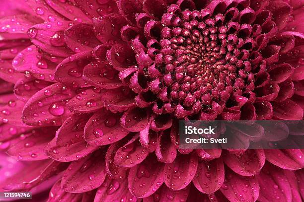 Crisantemo Closeup - Fotografie stock e altre immagini di Close-up - Close-up, Fiore singolo, Full frame