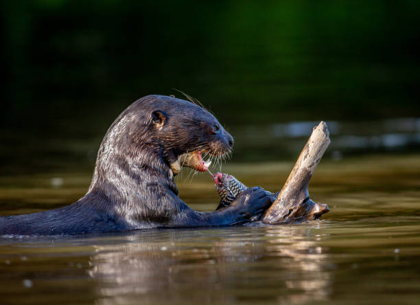 istock Giant otter is eating fish in water. 1215947591
