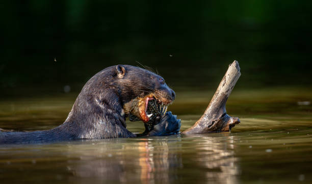 istock Giant otter is eating fish in water. 1215947671