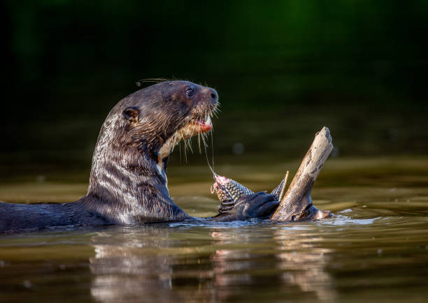 istock Giant otter is eating fish in water. 1215948259