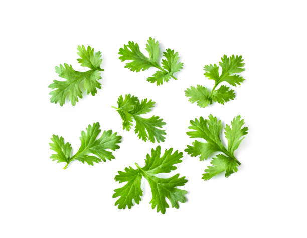 istock Green coriander leaves close-up, isolation on a white background. top view 1215948535