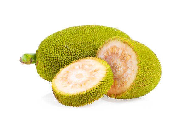 istock jack fruits on white background. full depth of field 1215948908