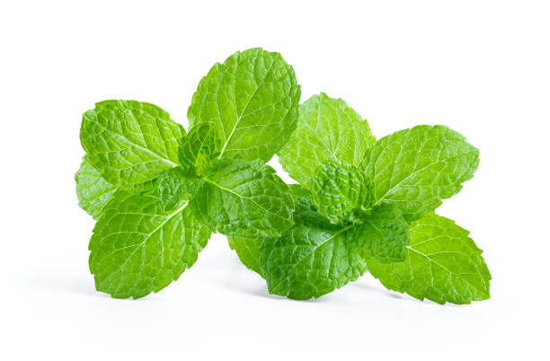 istock Fresh mint leaf close up on white background . full depth of field 1215948961