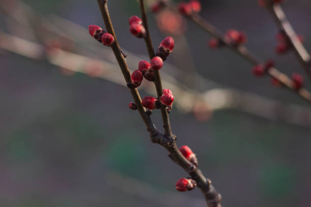 istock Branch with red buds. Spring apricot 1215949122